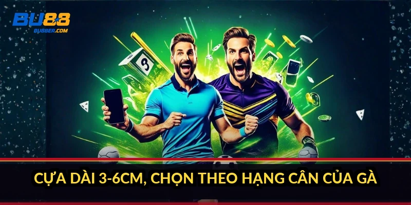 Luật đá gà cựa sắt Thomo: 7 quy định người mới phải nắm 3 Cựa dài 3-6cm, chọn theo hạng cân của gà